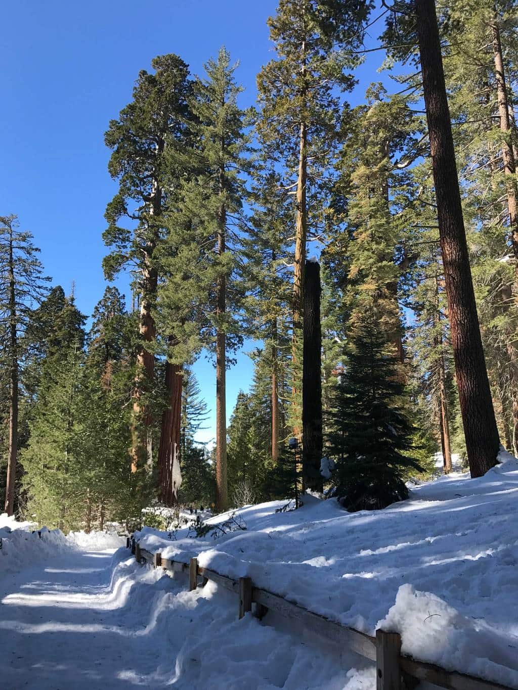 Kings Canyon Giant Sequoia General Sherman Tree 10 Go Hike It