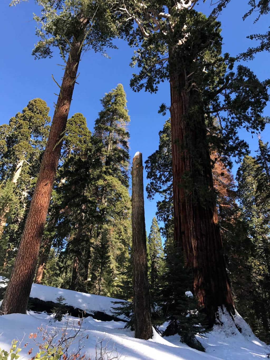 Kings Canyon Giant Sequoia General Sherman Tree 7 Go Hike It